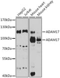 Western blot analysis of extracts of various cell lines, using ADAM17  antibody  at 1:1000 dilution.
Secondary antibody: HRP Goat Anti-Rabbit IgG   at 1:10000 dilution.
Lysates/proteins: 25ug per lane.
Blocking buffer: 3% nonfat dry milk in TBST.
Detection: ECL Enhanced Kit .
Exposure time: 5s.