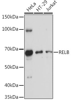 Western blot analysis of extracts of various cell lines, using RELB antibody  at 1:1000 dilution.
Secondary antibody: HRP Goat Anti-Rabbit IgG   at 1:10000 dilution.
Lysates/proteins: 25ug per lane.
Blocking buffer: 3% nonfat dry milk in TBST.
Detection: ECL Basic Kit .
Exposure time: 30s.