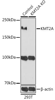 Western blot analysis of extracts from normal  and KMT2A knockout  293T cells, using KMT2A antibody  at 1:1000 dilution.
Secondary antibody: HRP Goat Anti-Rabbit IgG   at 1:10000 dilution.
Lysates/proteins: 25ug per lane.
Blocking buffer: 3% nonfat dry milk in TBST.
Detection: ECL Basic Kit .
Exposure time: 180s.