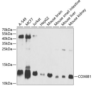 Western blot analysis of extracts of various cell lines, using COX6B1 antibody  at 1:1000 dilution.
Secondary antibody: HRP…