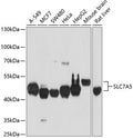 Western blot analysis of extracts of HT-1080 cells, using LAT1/SLC7A5 Rabbit pAb  at 1:1000 dilution.
Secondary antibody: HRP Goat Anti-Rabbit IgG   at 1:10000 dilution.
Lysates/proteins: 25ug per lane.
Blocking buffer: 3% nonfat dry milk in TBST.
Detection: ECL Basic Kit .
Exposure time: 5s.