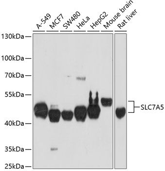 Western blot analysis of extracts of HT-1080 cells, using LAT1/SLC7A5 Rabbit pAb  at 1:1000 dilution.
Secondary antibody: HRP Goat Anti-Rabbit IgG   at 1:10000 dilution.
Lysates/proteins: 25ug per lane.
Blocking buffer: 3% nonfat dry milk in TBST.
Detection: ECL Basic Kit .
Exposure time: 5s.