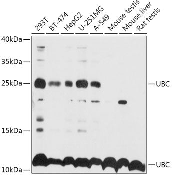 UBC polyclonal antibody - Figure 1 of 1
