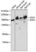 Western blot analysis of extracts of various cell lines, using SOS1 antibody  at 1:1000 dilution.
Secondary antibody: HRP Goat Anti-Rabbit IgG   at 1:10000 dilution.
Lysates/proteins: 25ug per lane.
Blocking buffer: 3% nonfat dry milk in TBST.
Detection: ECL Basic Kit .
Exposure time: 90s.