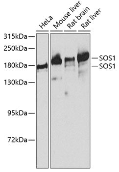 Western blot analysis of extracts of various cell lines, using SOS1 antibody  at 1:1000 dilution.
Secondary antibody: HRP Goat Anti-Rabbit IgG   at 1:10000 dilution.
Lysates/proteins: 25ug per lane.
Blocking buffer: 3% nonfat dry milk in TBST.
Detection: ECL Basic Kit .
Exposure time: 90s.