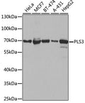 PLS3 polyclonal antibody – Figure 1 of 1