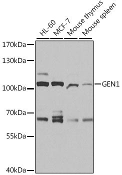 Western blot analysis of extracts of various cell lines, using GEN1 antibody  at 1:1000 dilution.
Secondary antibody: HRP Goat Anti-Rabbit IgG   at 1:10000 dilution.
Lysates/proteins: 25ug per lane.
Blocking buffer: 3% nonfat dry milk in TBST.
Detection: ECL Basic Kit .
Exposure time: 30s.