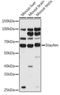 Western blot analysis of extracts of various cell lines, using Staufen antibody  at 1:500 dilution.
Secondary antibody: HRP Goat Anti-Rabbit IgG   at 1:10000 dilution.
Lysates/proteins: 25ug per lane.
Blocking buffer: 3% nonfat dry milk in TBST.
Detection: ECL Basic Kit .
Exposure time: 30s.