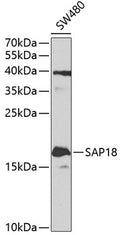 Western blot analysis of extracts of SW480 cells, using SAP18 antibody  at 1:1000 dilution._Secondary antibody: HRP Goat Anti-Rabbit IgG   at 1:10000 dilution._Lysates/proteins: 25ug per lane._Blocking buffer: 3% nonfat dry milk in TBST._Detection: ECL Enhanced Kit ._Exposure time: 90s.