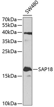 Western blot analysis of extracts of SW480 cells, using SAP18 antibody  at 1:1000 dilution._Secondary antibody: HRP Goat Anti-Rabbit IgG   at 1:10000 dilution._Lysates/proteins: 25ug per lane._Blocking buffer: 3% nonfat dry milk in TBST._Detection: ECL Enhanced Kit ._Exposure time: 90s.