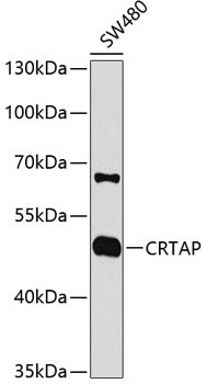 CRTAP polyclonal antibody - Figure 1 of 1