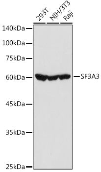 Western blot analysis of extracts of various cell lines, using SF3A3 antibody  at 1:1000 dilution.
Secondary antibody: HRP Goat Anti-Rabbit IgG   at 1:10000 dilution.
Lysates/proteins: 25ug per lane.
Blocking buffer: 3% nonfat dry milk in TBST.
Detection: ECL Basic Kit .
Exposure time: 10s.