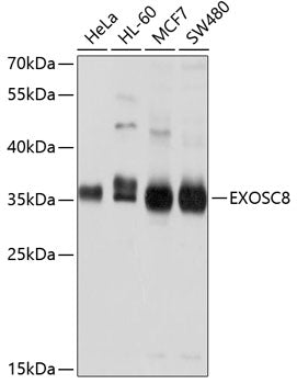 Western blot analysis of extracts of various cell lines, using EXOSC8 antibody  at 1:1000 dilution.
Secondary antibody: HRP Goat Anti-Rabbit IgG   at 1:10000 dilution.
Lysates/proteins: 25ug per lane.
Blocking buffer: 3% nonfat dry milk in TBST.
Detection: ECL Basic Kit .
Exposure time: 1s.