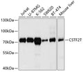 Western blot analysis of extracts of various cell lines, using CSTF2T antibody  at 1:1000 dilution.
Secondary antibody: HRP Goat Anti-Rabbit IgG   at 1:10000 dilution.
Lysates/proteins: 25ug per lane.
Blocking buffer: 3% nonfat dry milk in TBST.
Detection: ECL Basic Kit .
Exposure time: 15s.