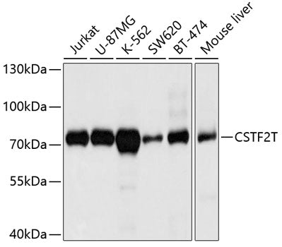 Western blot analysis of extracts of various cell lines, using CSTF2T antibody  at 1:1000 dilution.
Secondary antibody: HRP Goat Anti-Rabbit IgG   at 1:10000 dilution.
Lysates/proteins: 25ug per lane.
Blocking buffer: 3% nonfat dry milk in TBST.
Detection: ECL Basic Kit .
Exposure time: 15s.
