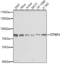 Western blot analysis of extracts of various cell lines, using GTPBP4 antibody  at 1:1000 dilution.
Secondary antibody: HRP Goat Anti-Rabbit IgG   at 1:10000 dilution.
Lysates/proteins: 25ug per lane.
Blocking buffer: 3% nonfat dry milk in TBST.
Detection: ECL Basic Kit .
Exposure time: 1s.