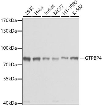Western blot analysis of extracts of various cell lines, using GTPBP4 antibody  at 1:1000 dilution.
Secondary antibody: HRP Goat Anti-Rabbit IgG   at 1:10000 dilution.
Lysates/proteins: 25ug per lane.
Blocking buffer: 3% nonfat dry milk in TBST.
Detection: ECL Basic Kit .
Exposure time: 1s.