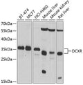 Western blot analysis of extracts of various cell lines, using DCXR antibody.