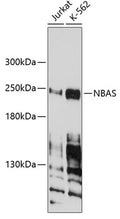 Western blot analysis of extracts of various cell lines, using NBAS antibody  at 1:1000 dilution._Secondary antibody: HRP Goat Anti-Rabbit IgG   at 1:10000 dilution._Lysates/proteins: 25ug per lane._Blocking buffer: 3% nonfat dry milk in TBST._Detection: ECL Enhanced Kit ._Exposure time: 90s.