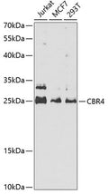 CBR4 polyclonal antibody - Figure 1 of 1