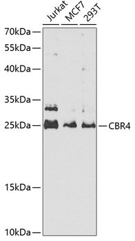CBR4 polyclonal antibody - Figure 1 of 1