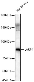 Western blot analysis of Rat kidney, using LARP4 antibody  at 1:961 dilution.
Secondary antibody: HRP Goat Anti-Rabbit IgG   at 1:10000 dilution.
Lysates/proteins: 25ug per lane.
Blocking buffer: 3% nonfat dry milk in TBST.
Detection: ECL Basic Kit .
Exposure time: 60s.