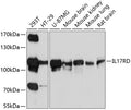 Western blot analysis of extracts of various cell lines, using IL17RD antibody  at 1:1000 dilution.
Secondary antibody: HRP…