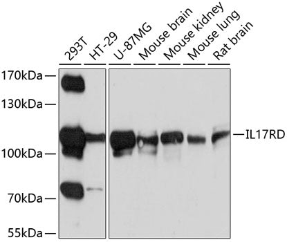 Western blot analysis of extracts of various cell lines, using IL17RD antibody  at 1:1000 dilution.
Secondary antibody: HRP…