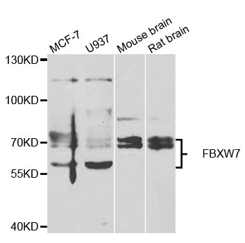 Western blot analysis of extracts of various cell lines, using FBXW7   antibody  at 1:500 dilution.
Secondary antibody: HRP Goat Anti-Rabbit IgG   at 1:10000 dilution.
Lysates/proteins: 25ug per lane.
Blocking buffer: 3% nonfat dry milk in TBST.
Detection: ECL Basic Kit .
Exposure time: 90s.