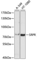 Western blot analysis of extracts of various cell lines, using SRPR antibody  at 1:1000 dilution.
Secondary antibody: HRP Goat Anti-Rabbit IgG   at 1:10000 dilution.
Lysates/proteins: 25ug per lane.
Blocking buffer: 3% nonfat dry milk in TBST.
Detection: ECL Basic Kit .
Exposure time: 10s.