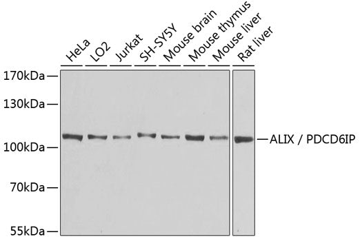 ALIX / PDCD6IP polyclonal antibody - Figure 1 of 1