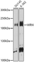 WRN polyclonal antibody - Figure 1 of 1