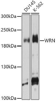 WRN polyclonal antibody - Figure 1 of 1