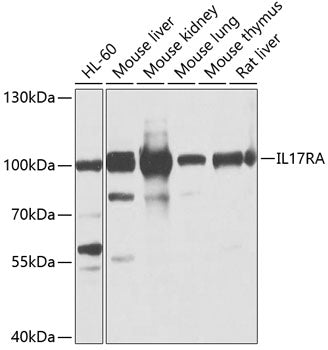 Western blot analysis of extracts of various cell lines, using IL17RA antibody  at 1:1000 dilution.
Secondary antibody: HRP Goat Anti-Rabbit IgG   at 1:10000 dilution.
Lysates/proteins: 25ug per lane.
Blocking buffer: 3% nonfat dry milk in TBST.
Detection: ECL Basic Kit .
Exposure time: 5s.