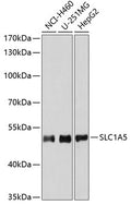 Western blot analysis of extracts of various cell lines, using SLC1A5 antibody  at 1:1000 dilution.
Secondary antibody: HRP Goat Anti-Rabbit IgG   at 1:10000 dilution.
Lysates/proteins: 25ug per lane.
Blocking buffer: 3% nonfat dry milk in TBST.
Detection: ECL Basic Kit .
Exposure time: 180s.