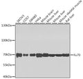 Western blot analysis of extracts of various cell lines, using Ku70 antibody  at 1:1000 dilution.
Secondary antibody: HRP Goat Anti-Rabbit IgG   at 1:10000 dilution.
Lysates/proteins: 25ug per lane.
Blocking buffer: 3% nonfat dry milk in TBST.
Detection: ECL Enhanced Kit .
Exposure time: 60s.