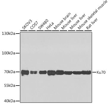 Western blot analysis of extracts of various cell lines, using Ku70 antibody  at 1:1000 dilution.
Secondary antibody: HRP Goat Anti-Rabbit IgG   at 1:10000 dilution.
Lysates/proteins: 25ug per lane.
Blocking buffer: 3% nonfat dry milk in TBST.
Detection: ECL Enhanced Kit .
Exposure time: 60s.