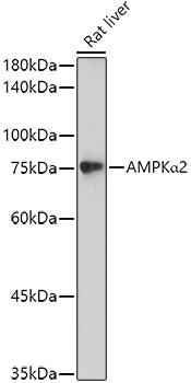 Western blot analysis of extracts of Rat liver, using AMPKα2 antibody  at 1:500 dilution.
Secondary antibody: HRP Goat Anti-Rabbit IgG   at 1:10000 dilution.
Lysates/proteins: 25ug per lane.
Blocking buffer: 3% nonfat dry milk in TBST.
Detection: ECL Basic Kit .
Exposure time: 180s.