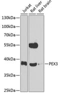 Western blot analysis of extracts of various cell lines, using PEX3 antibody  at 1:1000 dilution._Secondary antibody: HRP Goat Anti-Rabbit IgG   at 1:10000 dilution._Lysates/proteins: 25ug per lane._Blocking buffer: 3% nonfat dry milk in TBST._Detection: ECL Enhanced Kit ._Exposure time: 90s.
