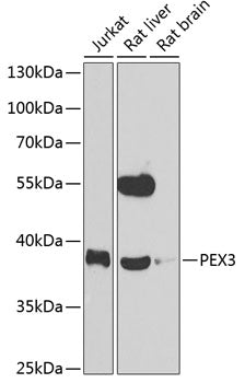 Western blot analysis of extracts of various cell lines, using PEX3 antibody  at 1:1000 dilution._Secondary antibody: HRP Goat Anti-Rabbit IgG   at 1:10000 dilution._Lysates/proteins: 25ug per lane._Blocking buffer: 3% nonfat dry milk in TBST._Detection: ECL Enhanced Kit ._Exposure time: 90s.
