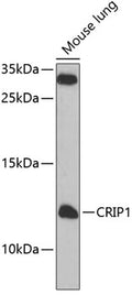 Western blot analysis of extracts of mouse lung, using CRIP1 antibody  at 1:1000 dilution._Secondary antibody: HRP Goat Anti-Rabbit IgG   at 1:10000 dilution._Lysates/proteins: 25ug per lane._Blocking buffer: 3% nonfat dry milk in TBST._Detection: ECL Enhanced Kit ._Exposure time: 5s.