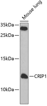 Western blot analysis of extracts of mouse lung, using CRIP1 antibody  at 1:1000 dilution._Secondary antibody: HRP Goat Anti-Rabbit IgG   at 1:10000 dilution._Lysates/proteins: 25ug per lane._Blocking buffer: 3% nonfat dry milk in TBST._Detection: ECL Enhanced Kit ._Exposure time: 5s.