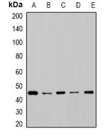 Western blot analysis of extracts of various cell lines, using CYP2F1 antibody.
