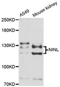 Western blot analysis of extracts of various cell lines, using NINL antibody.