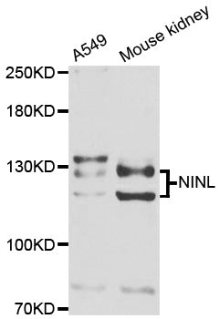 Western blot analysis of extracts of various cell lines, using NINL antibody.