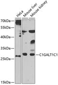 Western blot analysis of extracts of various cells, using C1GALT1C1 antibody.