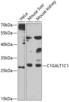 Western blot analysis of extracts of various cells, using C1GALT1C1 antibody.