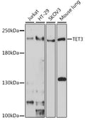 Western blot analysis of extracts of various cell lines, using TET3 antibody  at 1:1000 dilution.
Secondary antibody: HRP Goat Anti-Rabbit IgG   at 1:10000 dilution.
Lysates/proteins: 25ug per lane.
Blocking buffer: 3% nonfat dry milk in TBST.
Detection: ECL Enhanced Kit .
Exposure time: 5s.