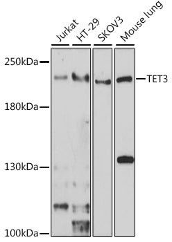 Western blot analysis of extracts of various cell lines, using TET3 antibody  at 1:1000 dilution.
Secondary antibody: HRP Goat Anti-Rabbit IgG   at 1:10000 dilution.
Lysates/proteins: 25ug per lane.
Blocking buffer: 3% nonfat dry milk in TBST.
Detection: ECL Enhanced Kit .
Exposure time: 5s.