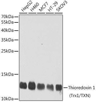 Western blot analysis of extracts of various cell lines, using Thioredoxin 1 ) antibody  at 1:1000 dilution.
Secondary…